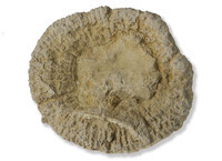 F 03053
<br/>
<br/>
<em></em>